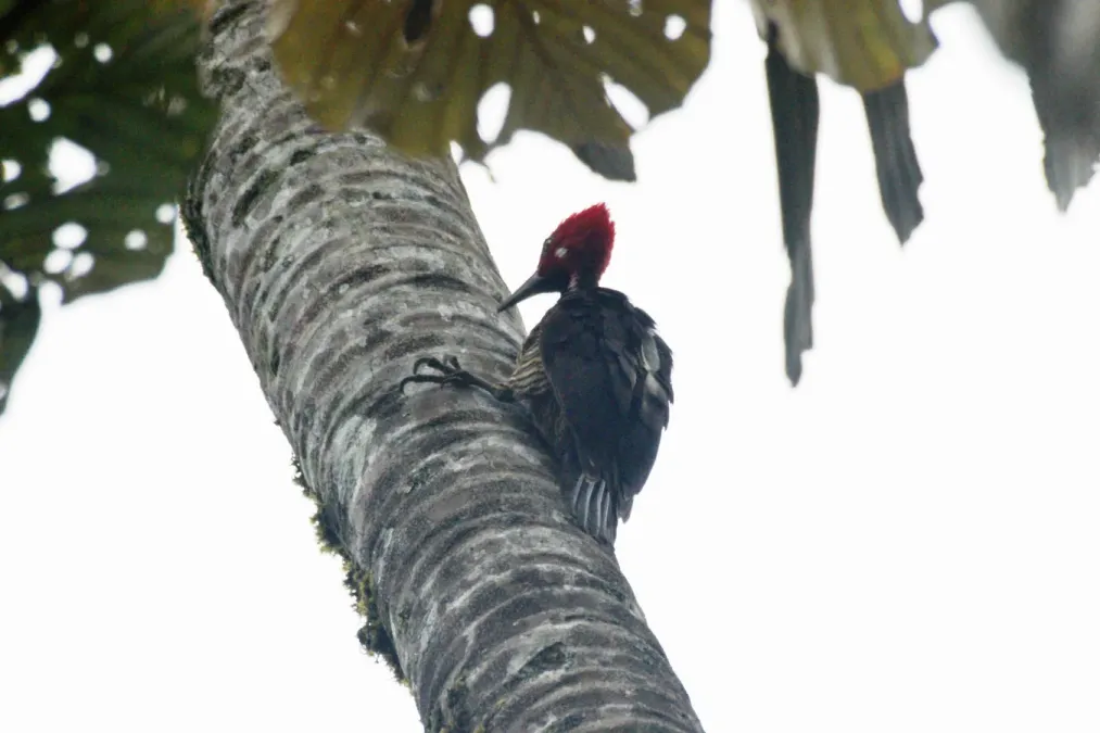 File:Guayaquil woodpecker (Campephilus gayaquilensis) (6995906660).jpg