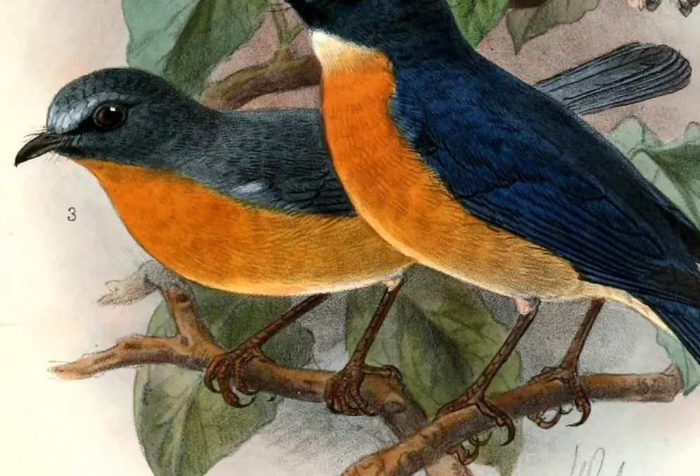 File:Cyornis banyumas banyumas 1901.jpg