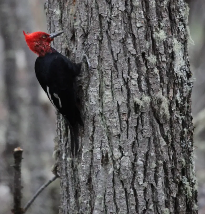 File:Magellanic Woodpecker (Campephilus magellanicus) (5536073255).jpg