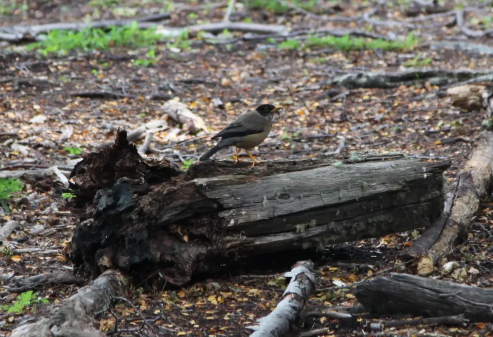 File:Austral Thrush (Turdus falcklandii) (5536622502).jpg