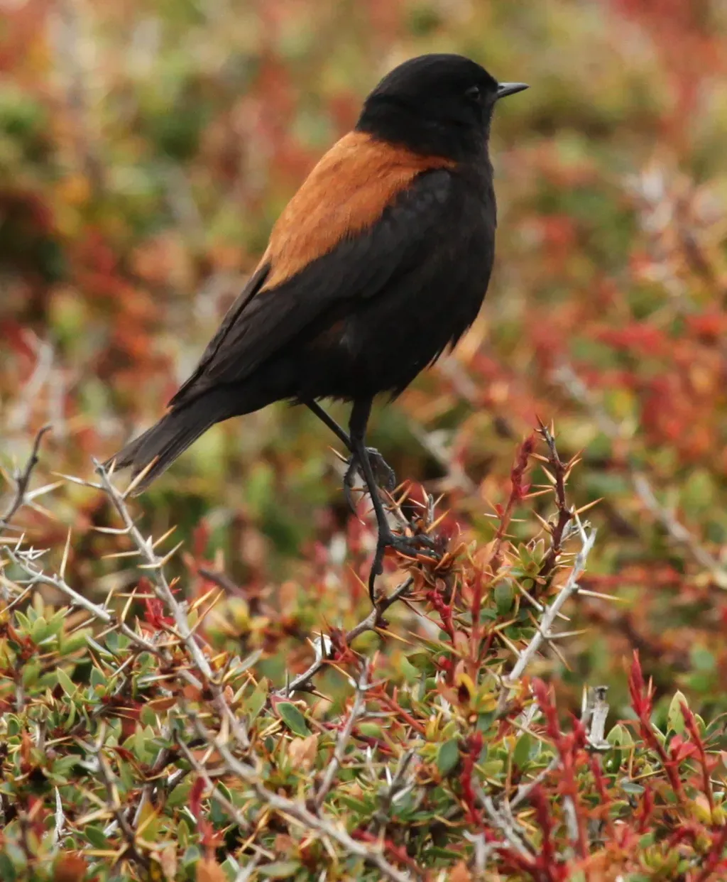 File:Austral Negrito (Lessonia rufa) (5521317730).jpg