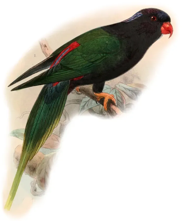 File:Charmosyna papou stellae 1899.jpg