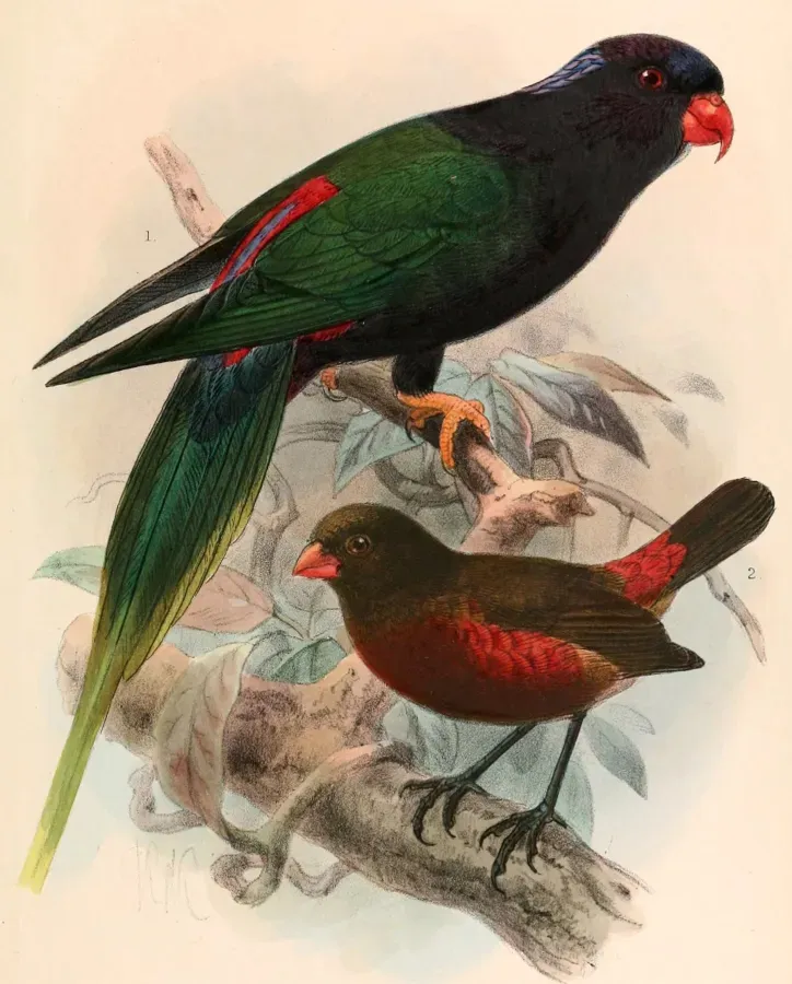 File:Charmosyna papou stellae & Oreostruthus fuliginosus 1899.jpg