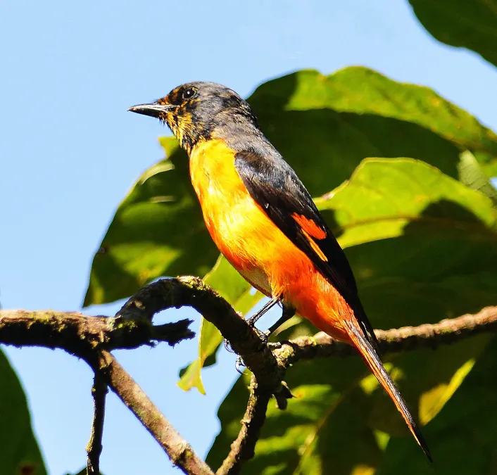 File:FIERY MINIVET (Pericrocotus igneus) - male.jpg