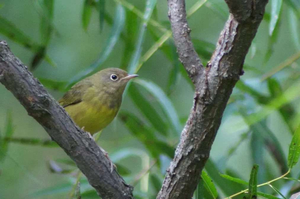 File:Oporornis agilis Garrett County MD 1.jpg