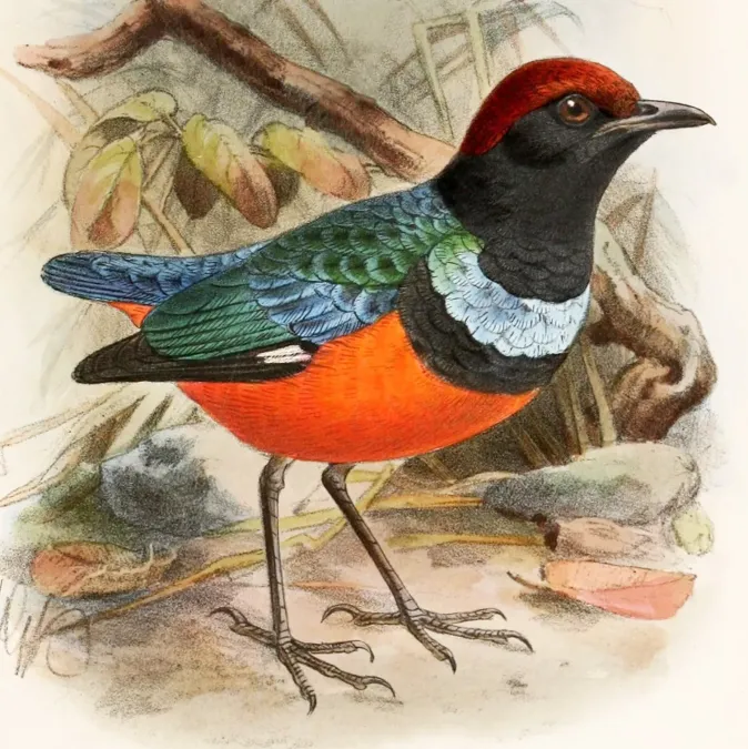 File:Erythropitta erythrogaster dohertyi 1899.jpg