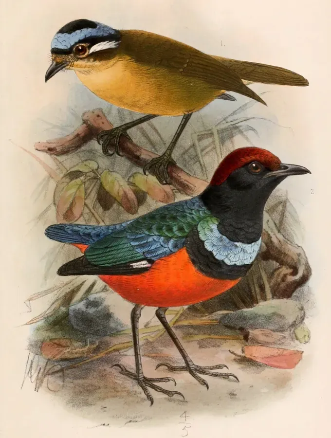 File:Ifrita kowaldi & Erythropitta erythrogaster dohertyi 1899.jpg