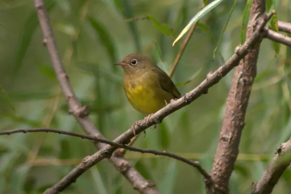 File:Oporornis agilis Garrett County MD 2.jpg