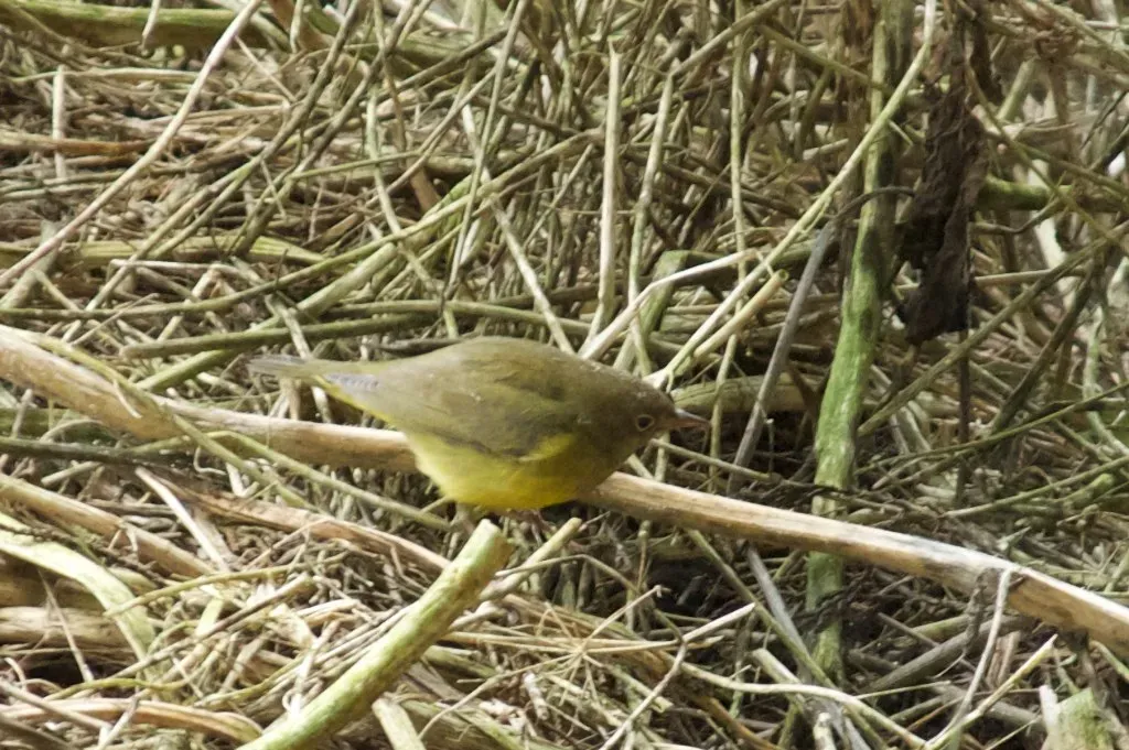 File:Oporornis agilis Point Reyes 1.jpg