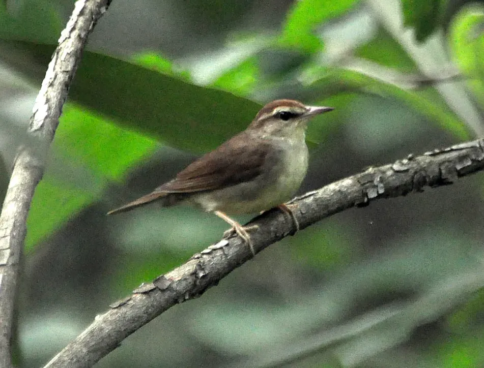 File:Limnothlypis swainsonii Nine Times SC 1.jpg