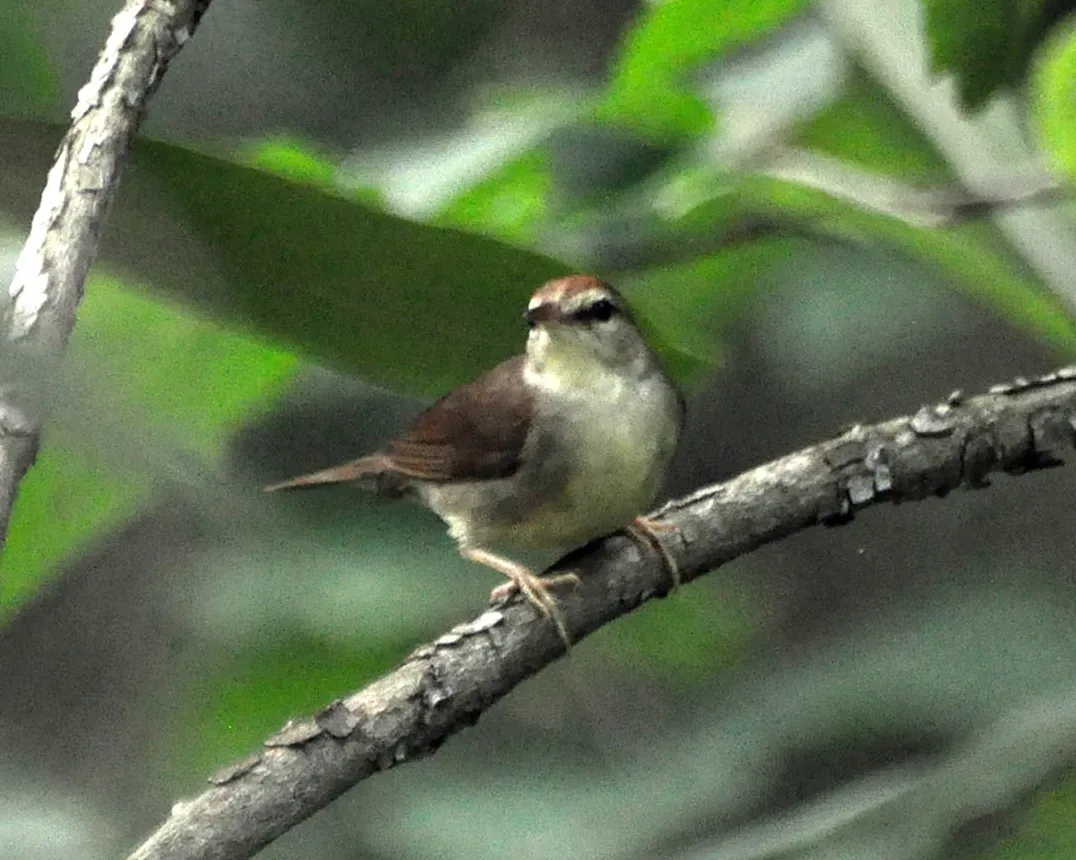 File:Limnothlypis swainsonii Nine Times SC 3.jpg