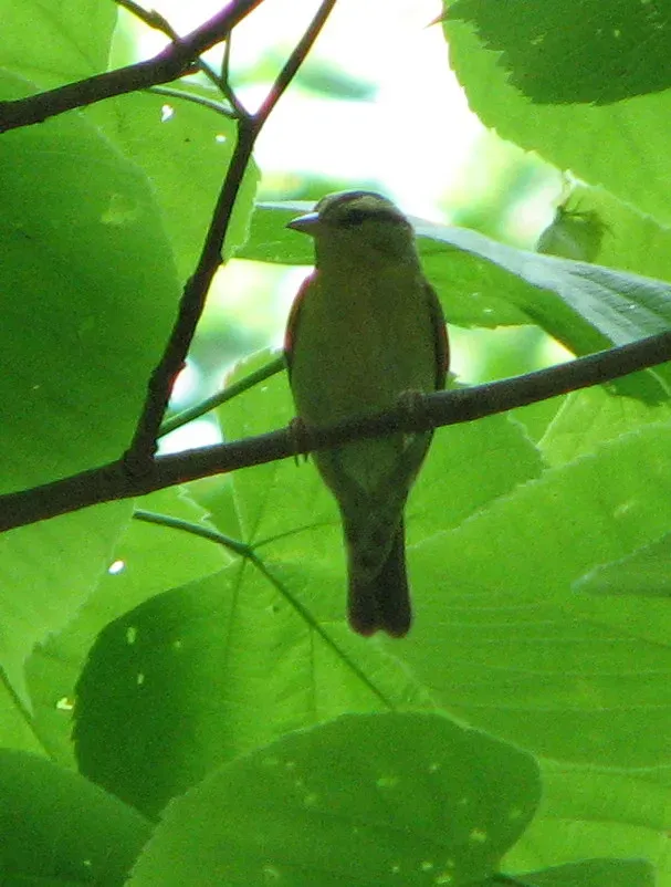 File:Helmitheros vermivorum Shenks Ferry PA.jpg