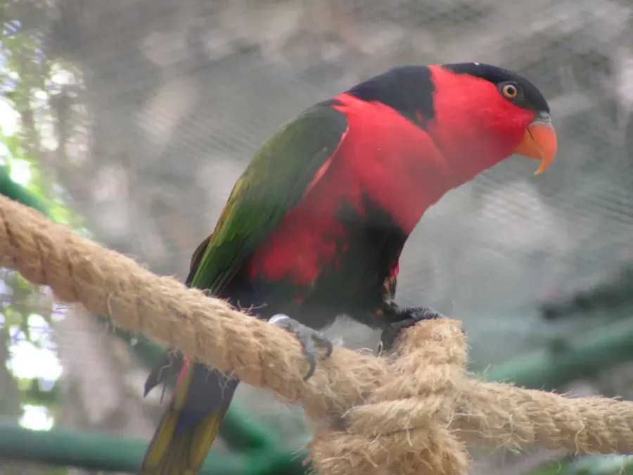 File:Lorius lory.JPG