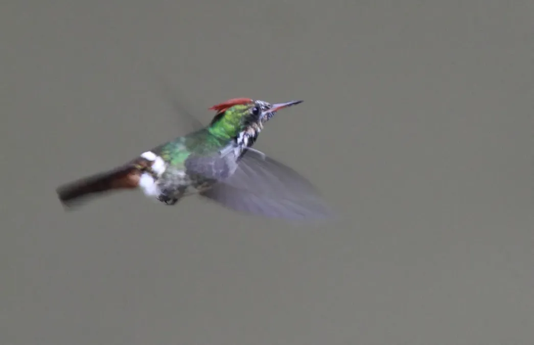 File:Frilled Coquette (Lophornis magnificus).jpg