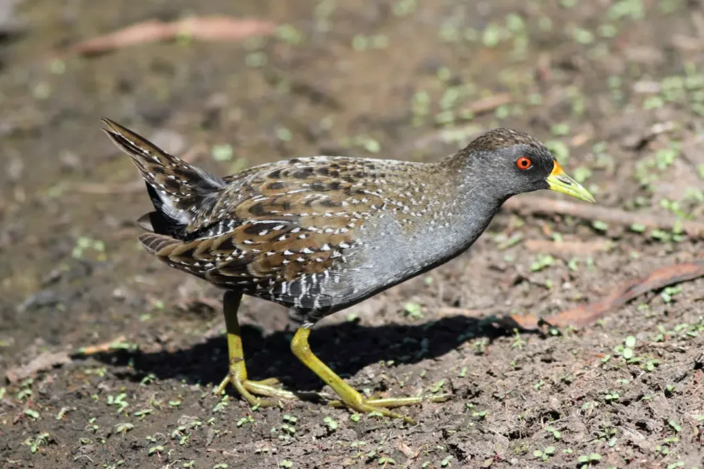 File:Porzana fluminea -Coolart Wetlands, Mornington Peninsula, Victoria, Australia-8.jpg