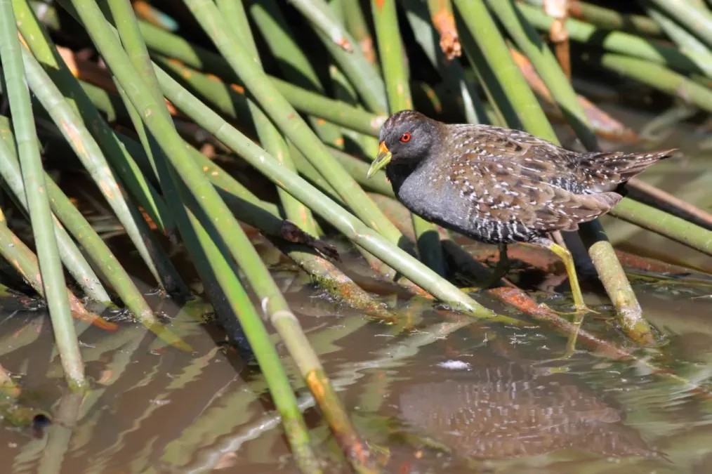 File:Porzana fluminea -Coolart Wetlands, Mornington Peninsula, Victoria, Australia-8 (1).jpg
