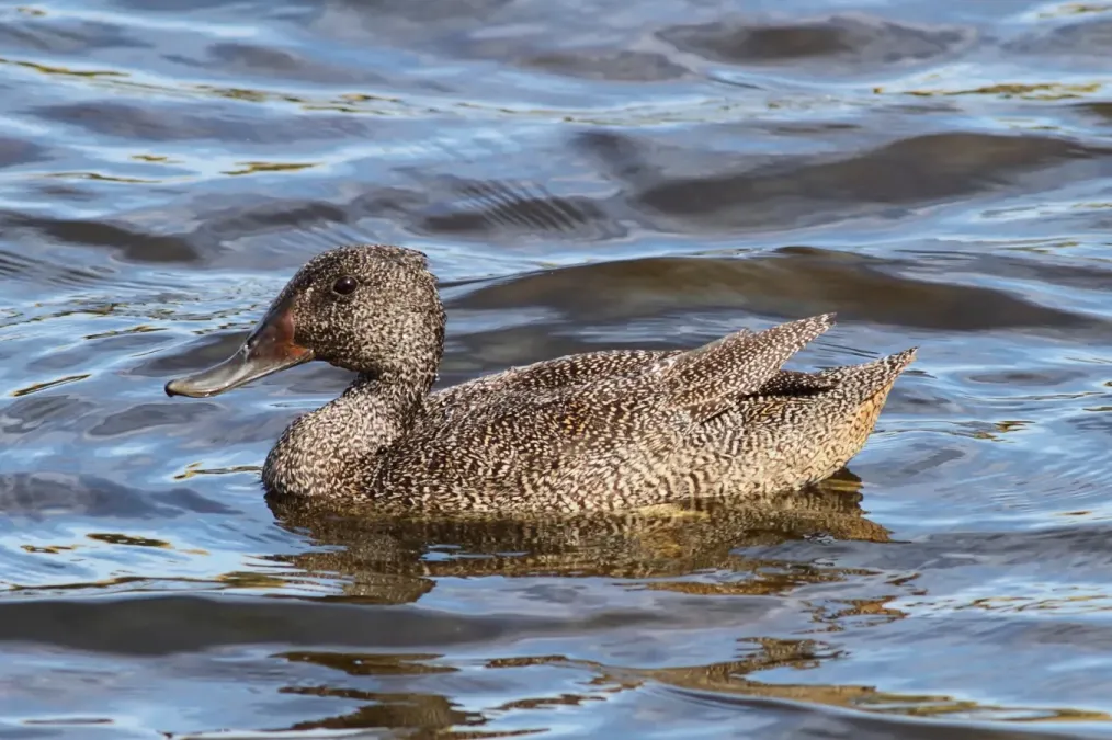File:Stictonetta naevosa, male, Phillip Island, Victoria, Australia.jpg