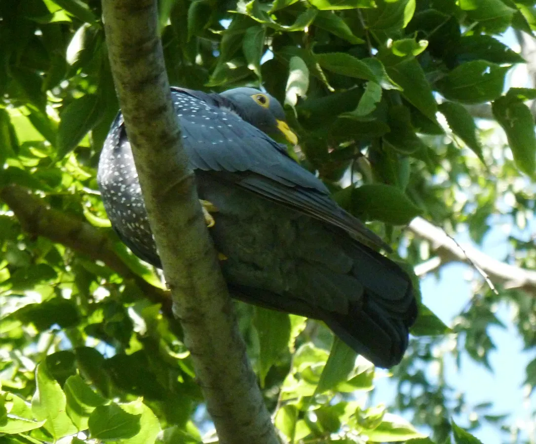 File:Columba arquatrix, b, Uniegeboutuine.jpg