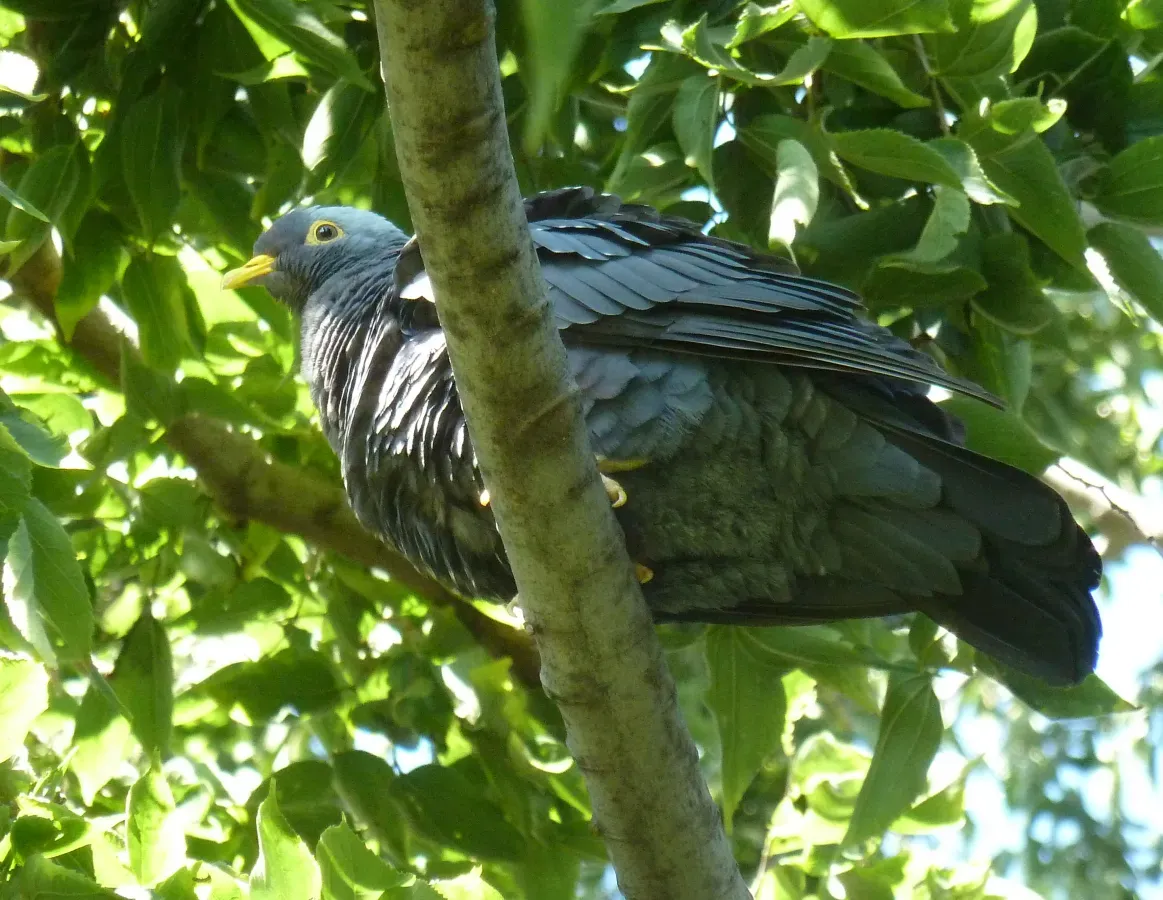 File:Columba arquatrix, c, Uniegeboutuine.jpg