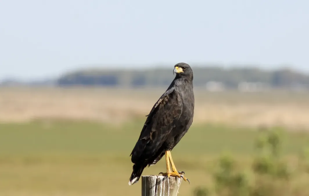 File:Great Black Hawk (Buteogallus urubitinga).jpg