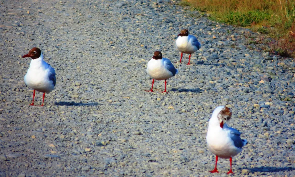 File:Brown-hooded Gull (Chroicocephalus maculipennis).jpg