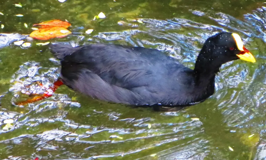 File:Red-gartered Coot (Fulica armillata).jpg