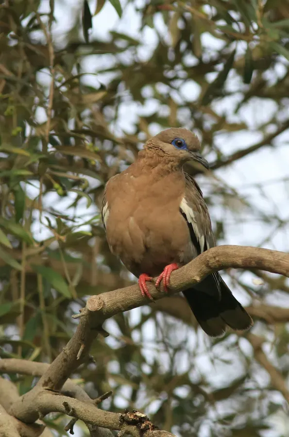 File:Zenaida meloda -Lima, Peru-8.jpg