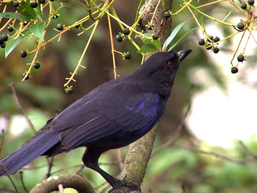 File:Myophonus insularis.jpg