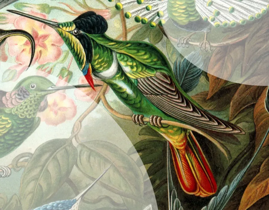 File:Haeckel Trochilidae Augastes lumachella.jpg