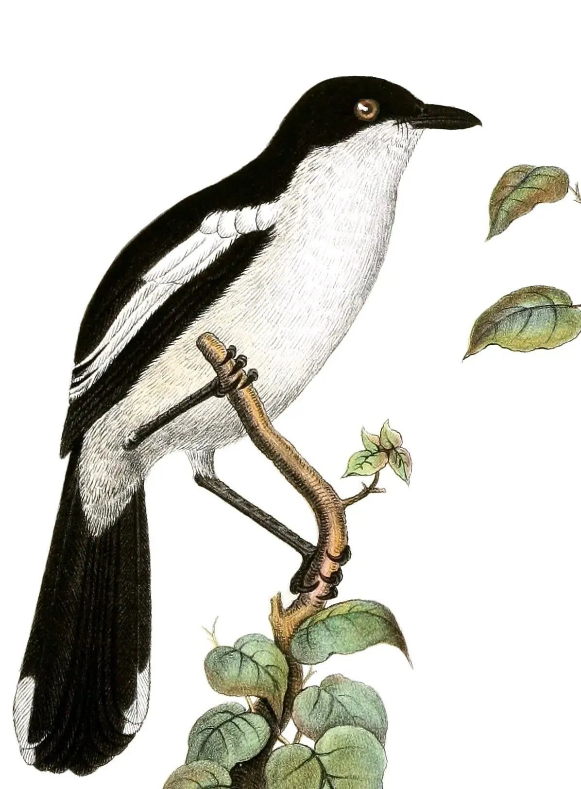 File:Laniarius bicolor sticturus.jpg
