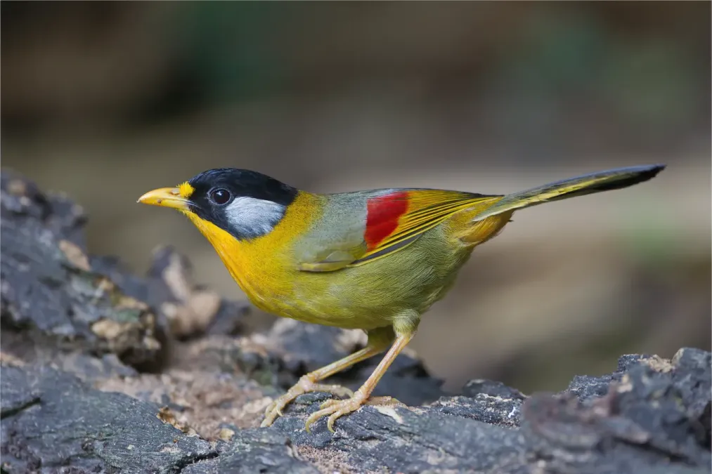File:Leiothrix argentauris female - Mae Wong.jpg