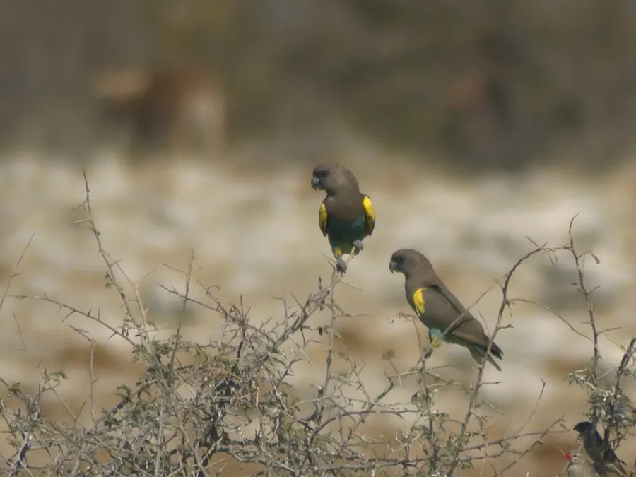 File:Poicephalus meyeri damarensis.jpg