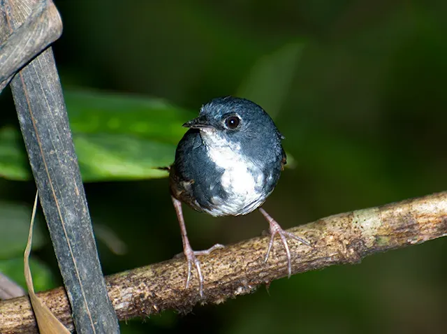 File:MACUQUINHO (Eleoscytalopus indigoticus)-2.jpg