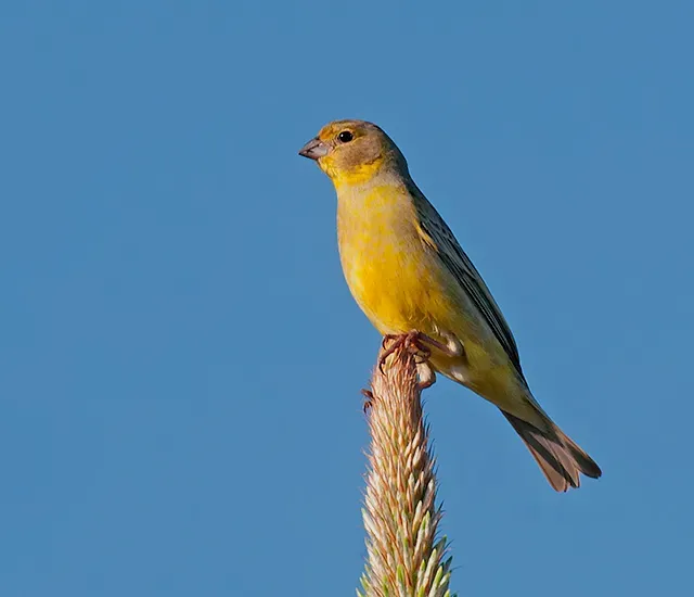 File:TIPIO (Sicalis luteola).jpg