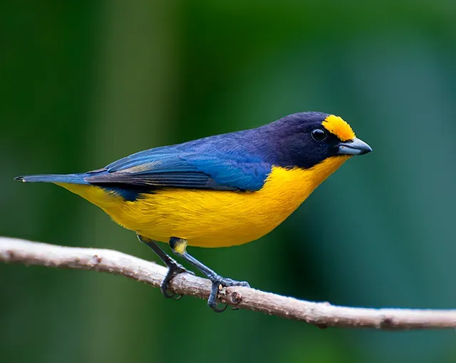 File:GATURAMO-VERDADEIRO (Euphonia violacea).jpg