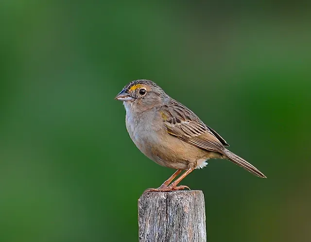 File:TICO-TICO-DO-CAMPO (Ammodramus humeralis) - 2.jpg