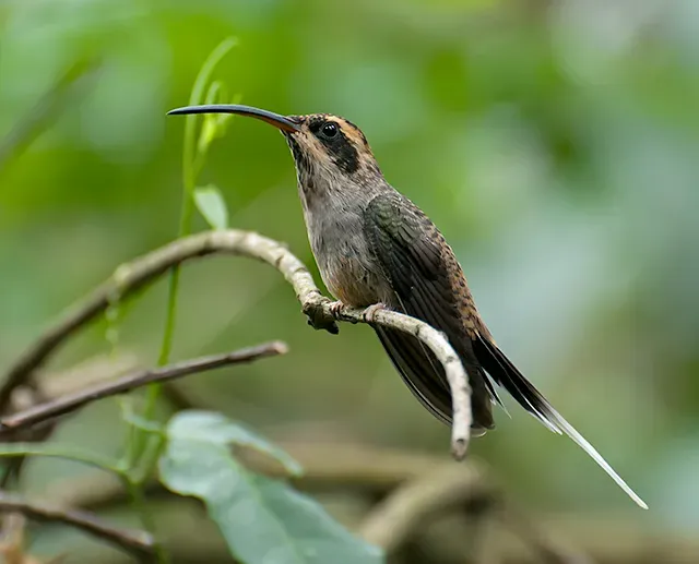 File:RABO-BRANCO-DE-GARGANTA-RAJADA (Phaethornis eurynome).jpg