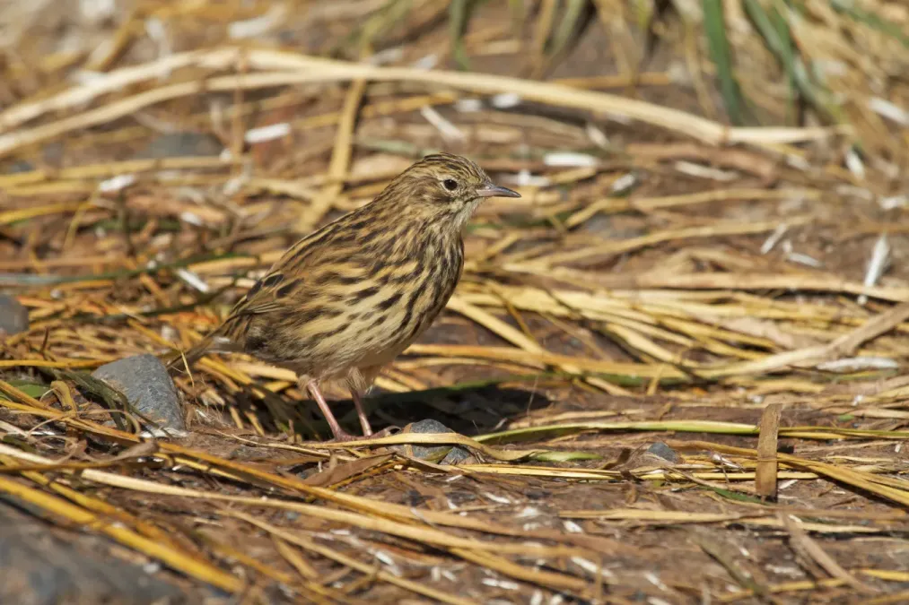 File:Anthus antarcticus -South Georgia, British overseas territory-8.jpg