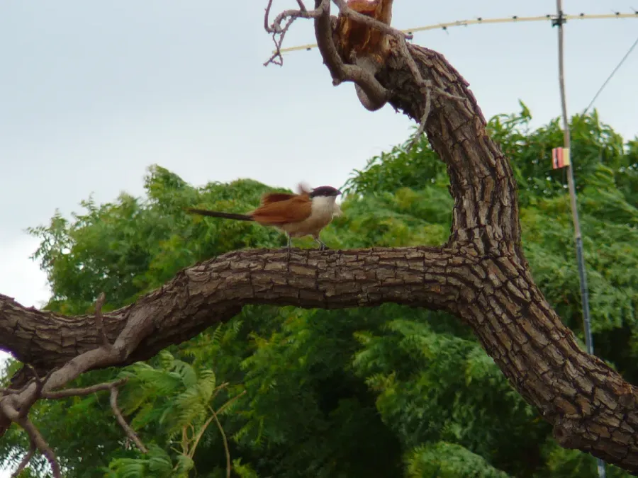 File:Centropus senegalensis 0003.jpg