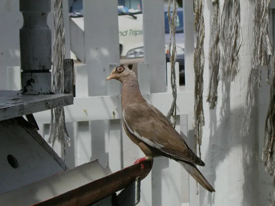 File:Patagioenas corensis -Curacao-8.jpg