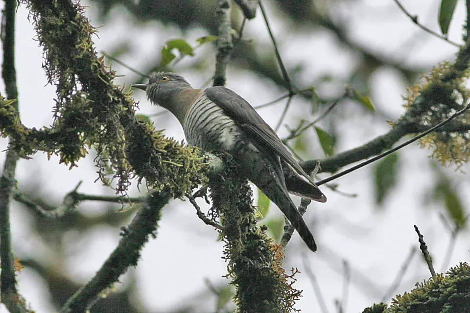File:Cuculus saturatus Yongkola Bhutan 2.jpg