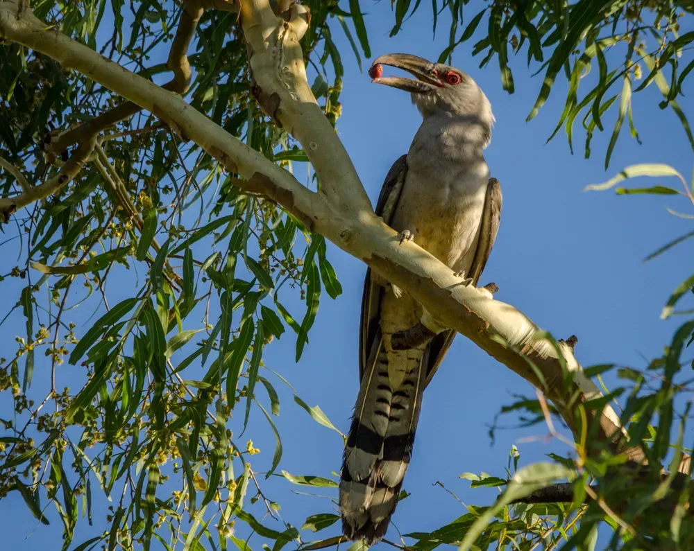 File:Scythrops novaehollandiae Townsville.jpg