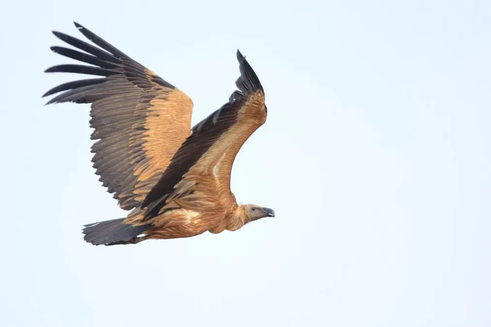 File:The Indian Vulture (Gyps indicus) or Long-billed Vulture.jpg