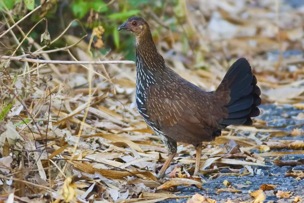 File:Gallus sonneratii - female (Thattekad).jpg
