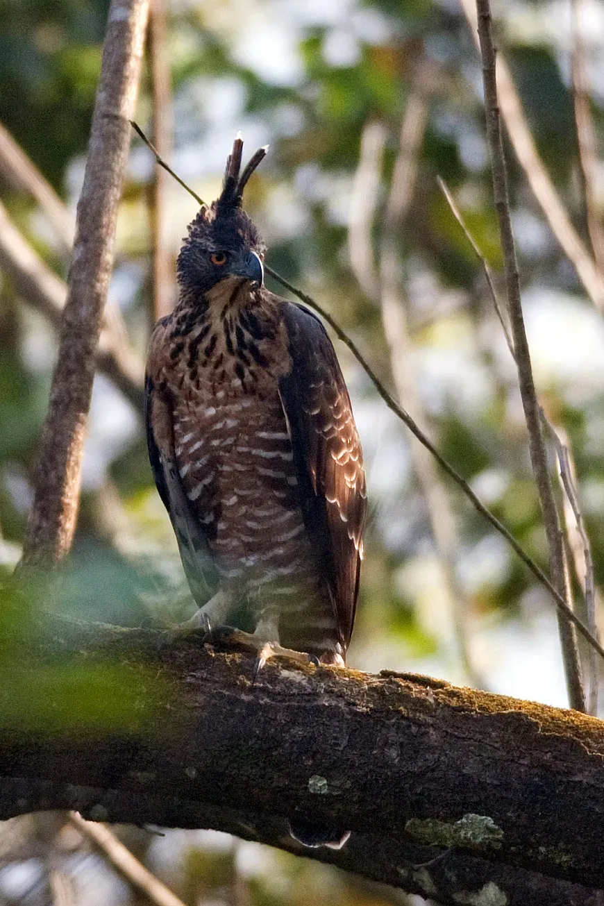 File:Nisaetus kelaarti (Thattekad, Kerala).jpg