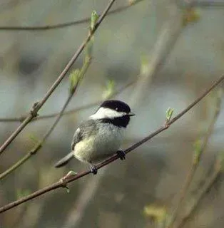 File:Poecile lugubris, unknown location.jpg