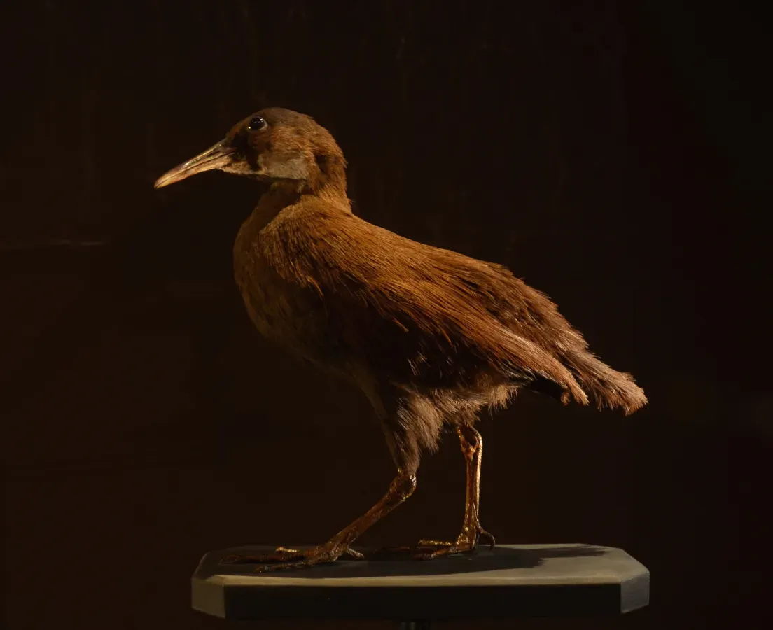 File:Mus Nat Hist Nat 25022013 Gallirallus lafresnayanus.jpg
