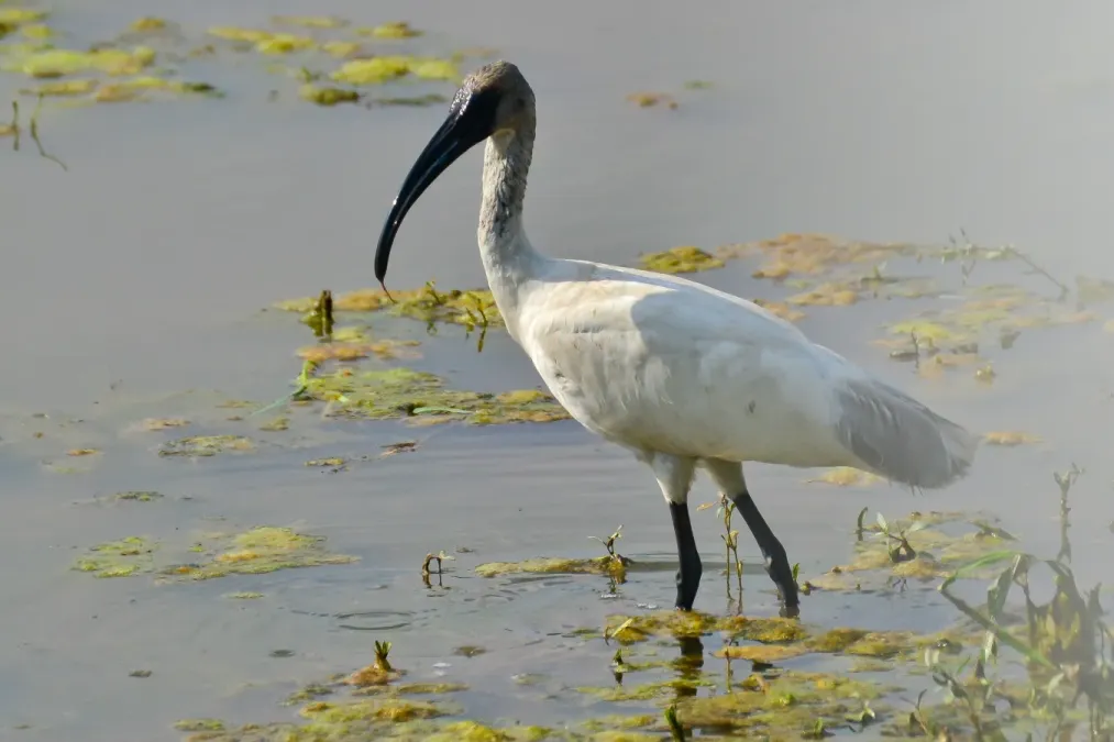 File:Black-headed Ibis (Threskiornis melanocephalus) in Tirunelveli.jpg