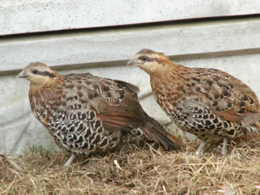 File:Bambusówka górska, (Bambusicola fytchii).jpg