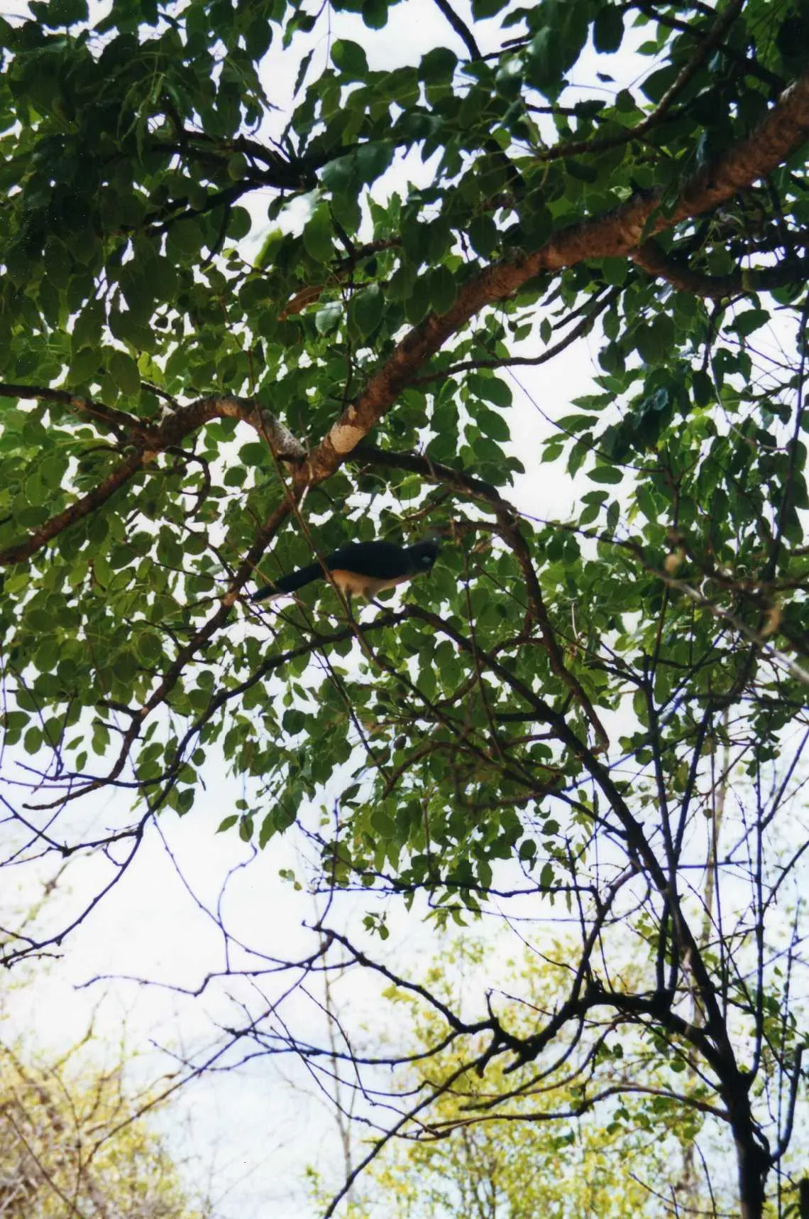 File:Coua cristata Ankarana 7.jpg